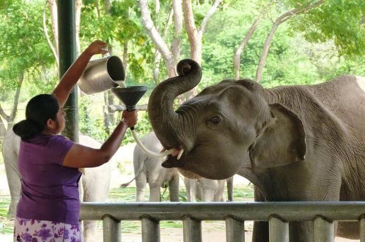 Udawalawe Safari & Elephant Transit Home: Private Day Trip from Weligama photo 4