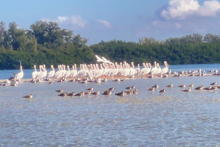 Kayak Mangrove Tunnels to Shell Key: Private Guided Expedition from St. Pete photo 2