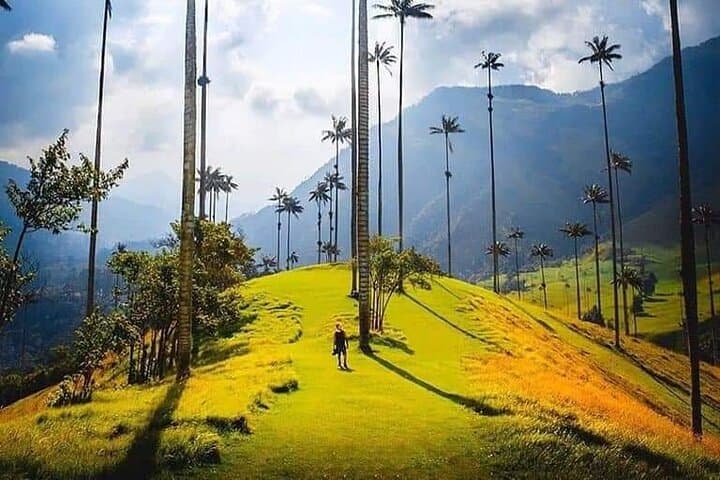 Cocora Valley Day Hike & Coffee Farm Tour from Salento — Wax Palms & Coffee Tasting photo 4