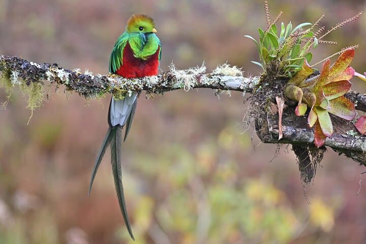 5-Hour Monteverde Cloud Forest Birdwatching & Photography Tour