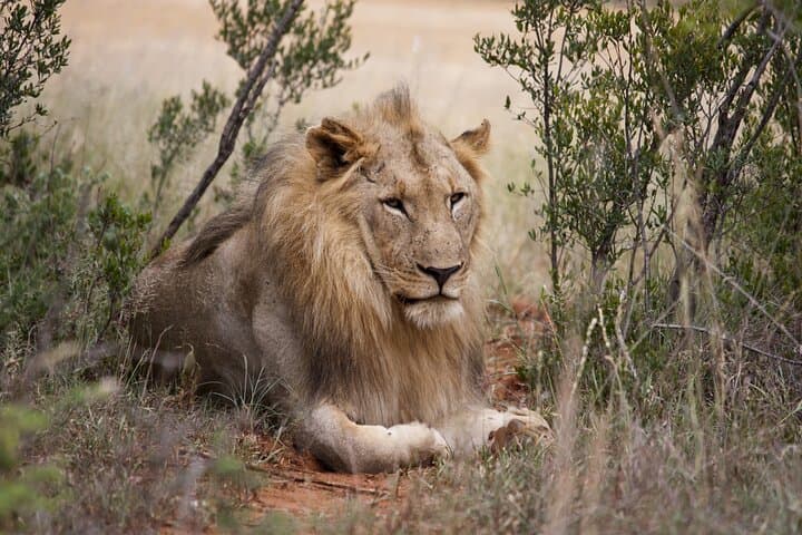 Full-Day Aquila Game Reserve Safari from Cape Town — Big Five & Wine Tasting photo 2