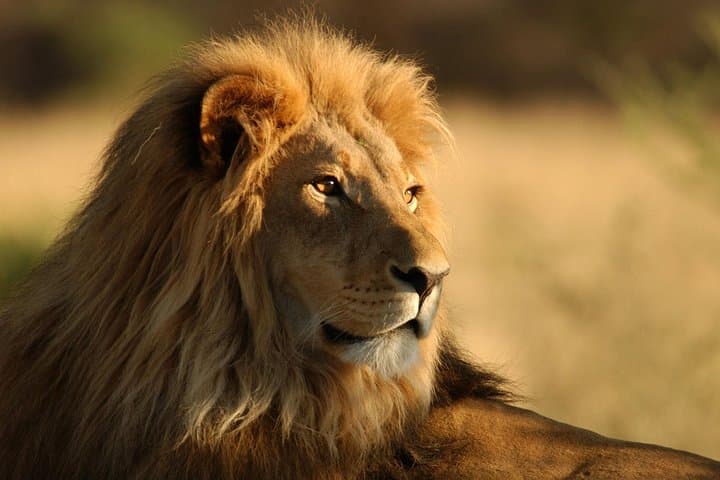 Full-Day Aquila Game Reserve Safari from Cape Town — Big Five & Wine Tasting