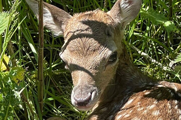 Private Deer Park Tour in Leek — Photograph Red & Fallow Deer photo 2
