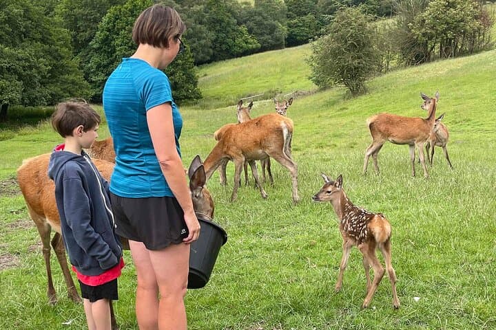 Private Deer Park Tour in Leek — Photograph Red & Fallow Deer photo 4