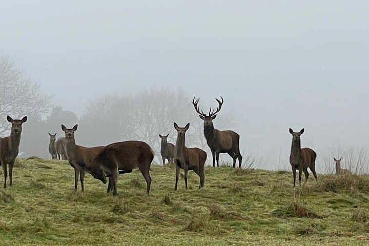 Private Deer Park Tour in Leek — Photograph Red & Fallow Deer photo 6