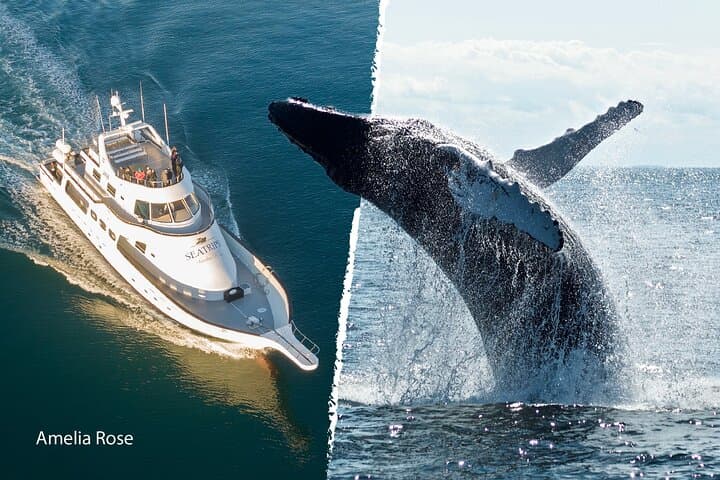 Three-Hour Whale Watching Cruise from Reykjavík Old Harbour