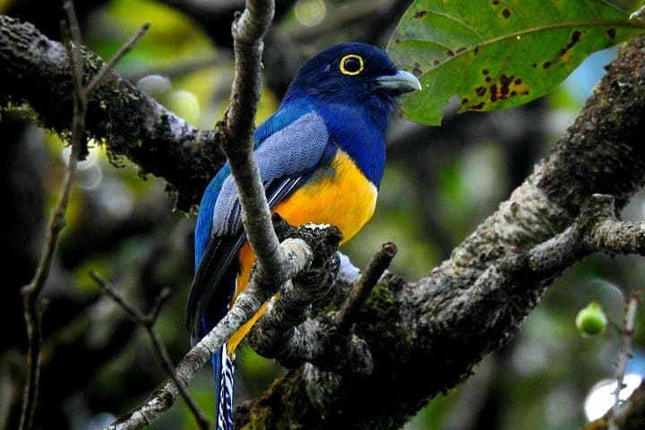 Rio Celeste Wildlife Boat Safari — Tenorio Birding & Photography Tour photo 2