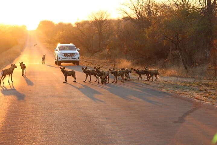 Three-Day Private Kruger Game Drive — Big Five, Wild Dogs & River-Facing Lodging photo 3