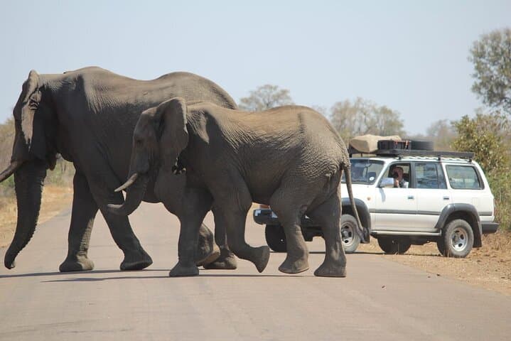 Private Pilanesberg Big 5 Safari: Full-Day Game Drive from Johannesburg photo 2
