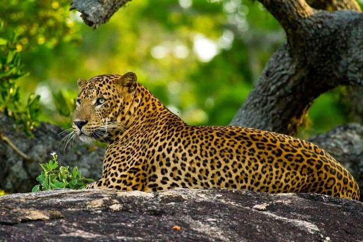 2-Day Yala & Udawalawe Safari from Bentota — Leopards, Elephants & ETH Visit photo 4