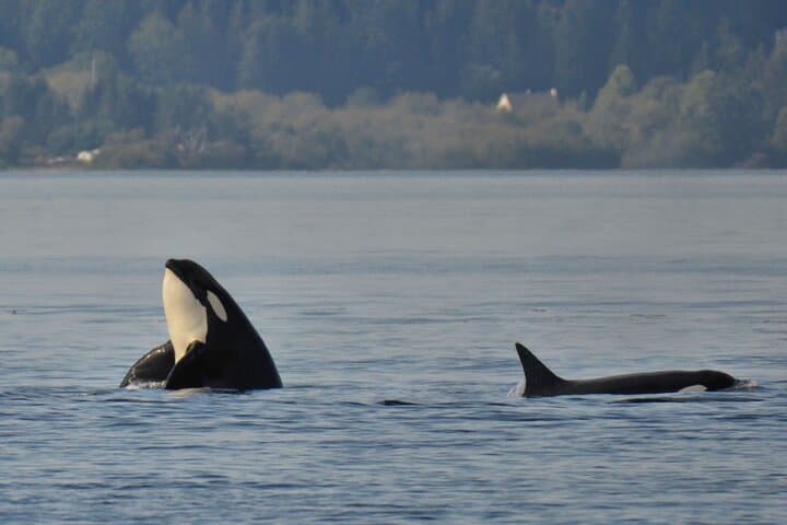 Victoria Covered Vessel Whale Watching: Orcas & Humpbacks in Juan de Fuca photo 5