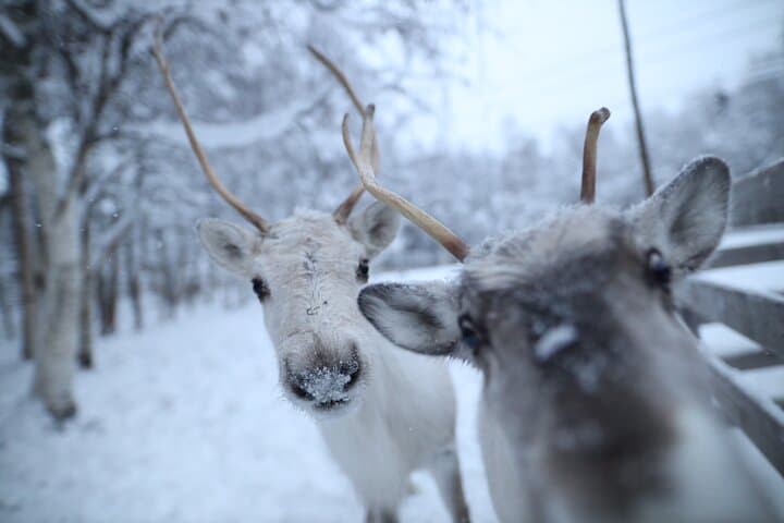 Rovaniemi Santa Claus Village Husky and Reindeer Combo Safari photo 2