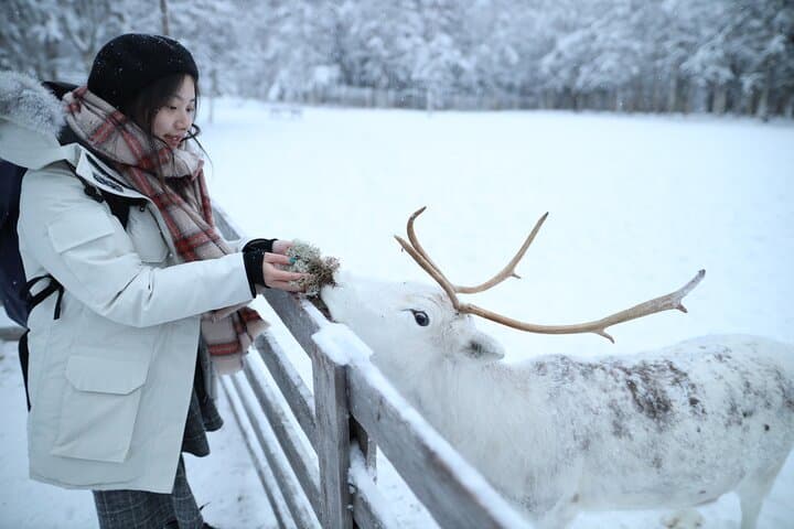 Rovaniemi Santa Claus Village Husky and Reindeer Combo Safari photo 3