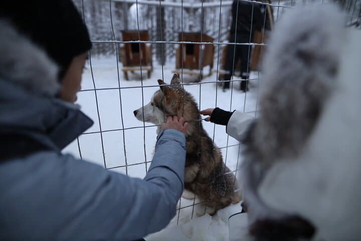Rovaniemi Santa Claus Village Husky and Reindeer Combo Safari photo 5