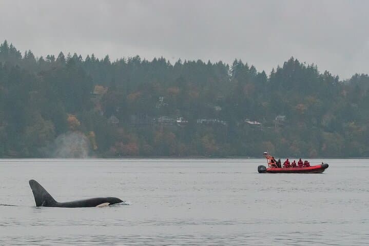 Victoria Zodiac Whale Watching Tour — Juan de Fuca & Haro Strait Wildlife Safari photo 4