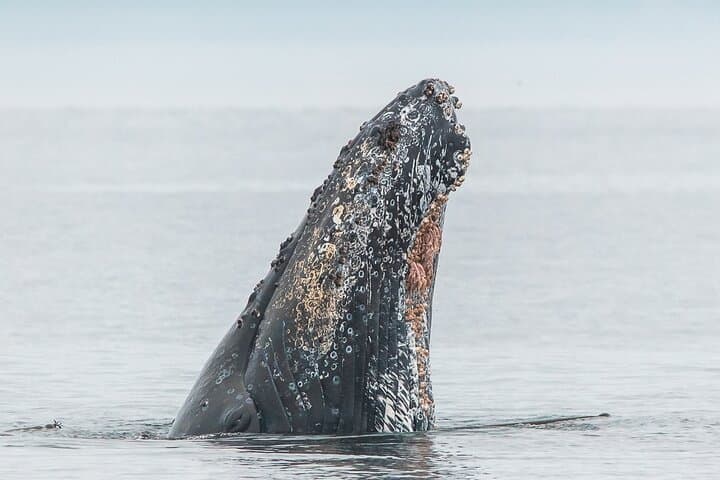 Victoria Zodiac Whale Watching Tour — Juan de Fuca & Haro Strait Wildlife Safari