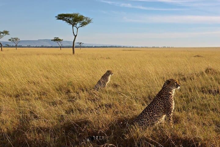 3-Day Masai Mara Safari: Big Five, Wildebeest Migration & Tented-Camp Adventure