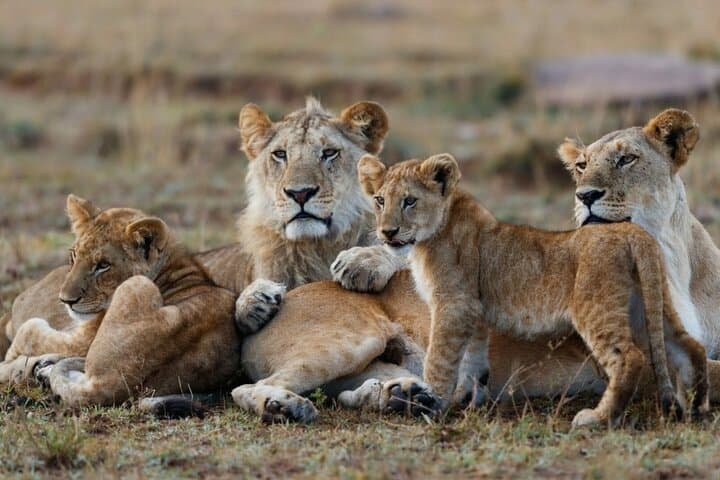 3-Day Masai Mara Safari: Big Five, Wildebeest Migration & Tented-Camp Adventure photo 2