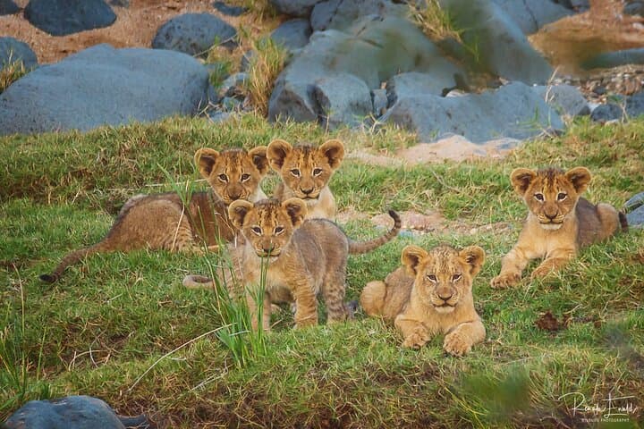 Private Full-Day (10-Hour) Open Vehicle Safari in Kruger National Park from Phalaborwa photo 2