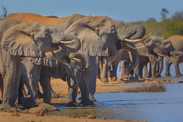Private Full-Day (10-Hour) Open Vehicle Safari in Kruger National Park from Phalaborwa photo 3