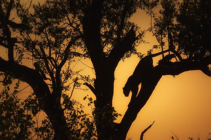 Private Full-Day (10-Hour) Open Vehicle Safari in Kruger National Park from Phalaborwa photo 4