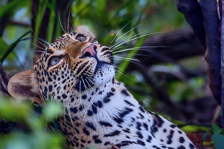 Private Full-Day (10-Hour) Open Vehicle Safari in Kruger National Park from Phalaborwa photo 6