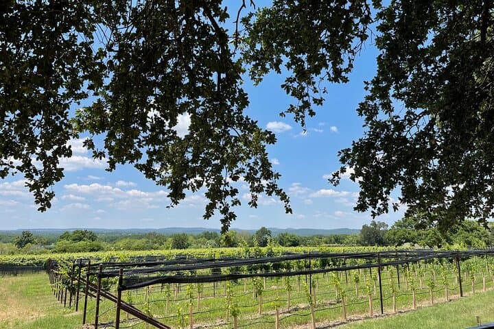 Fredericksburg Wine Tour: 3 Wineries, Lunch & Hill Country Views photo 2