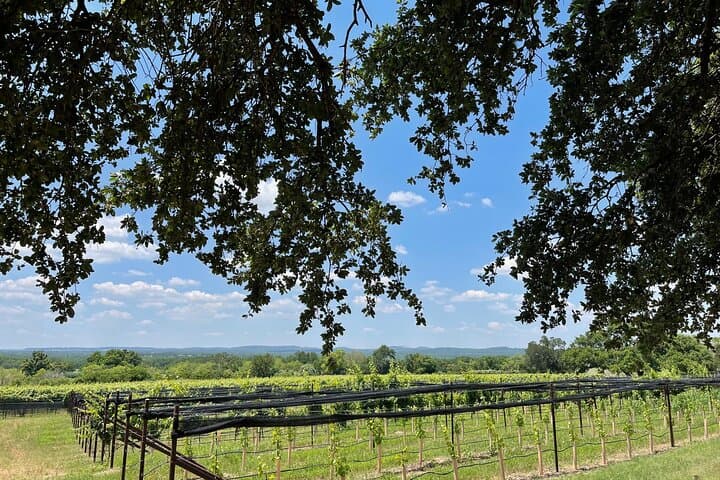 Fredericksburg Wine Tour: 3 Wineries, Lunch & Hill Country Views photo 6