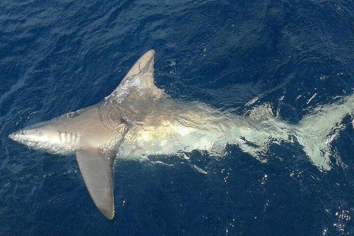 Fort Lauderdale Deep-Sea Fishing Aboard a 52' Hatteras photo 5