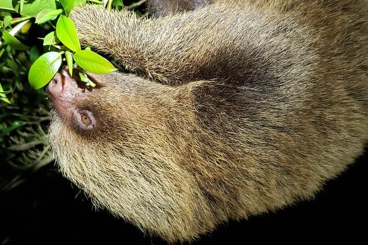 Monteverde Night Walk: Guided Nocturnal Wildlife Tour in the Cloud Forest photo 4