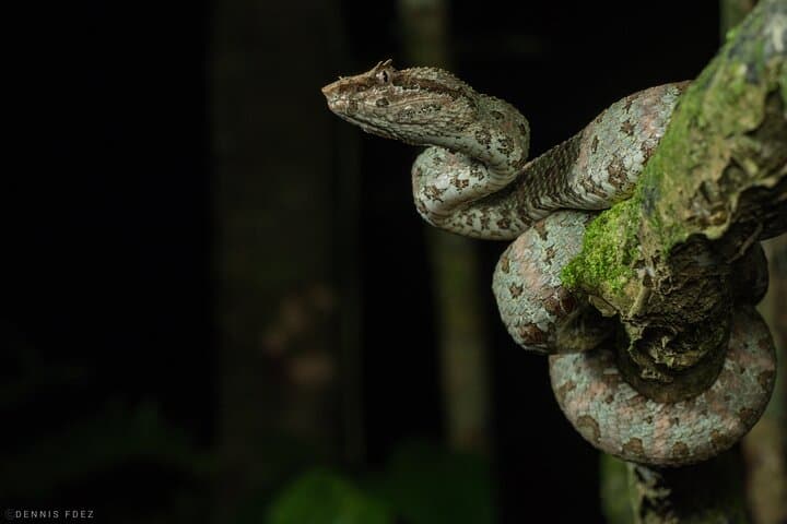 Monteverde Night Walk: Guided Nocturnal Wildlife Tour in the Cloud Forest photo 3