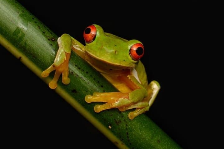 Monteverde Night Walk: Guided Nocturnal Wildlife Tour in the Cloud Forest