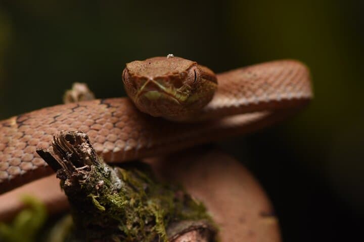 Monteverde Night Walk: Guided Nocturnal Wildlife Tour in the Cloud Forest photo 6
