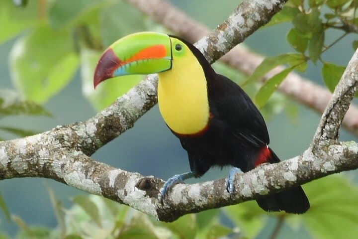 One Day in Monteverde: Cloud Forest Hike, Hanging Bridges & Night Walk photo 2