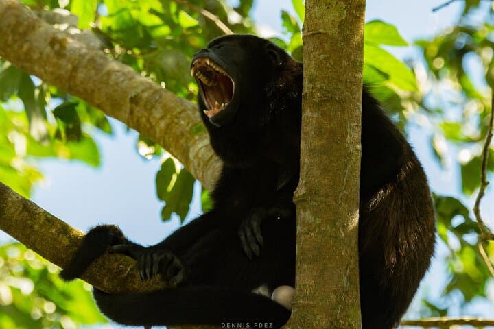 One Day in Monteverde: Cloud Forest Hike, Hanging Bridges & Night Walk photo 3