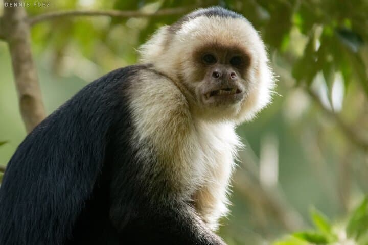 One Day in Monteverde: Cloud Forest Hike, Hanging Bridges & Night Walk photo 4