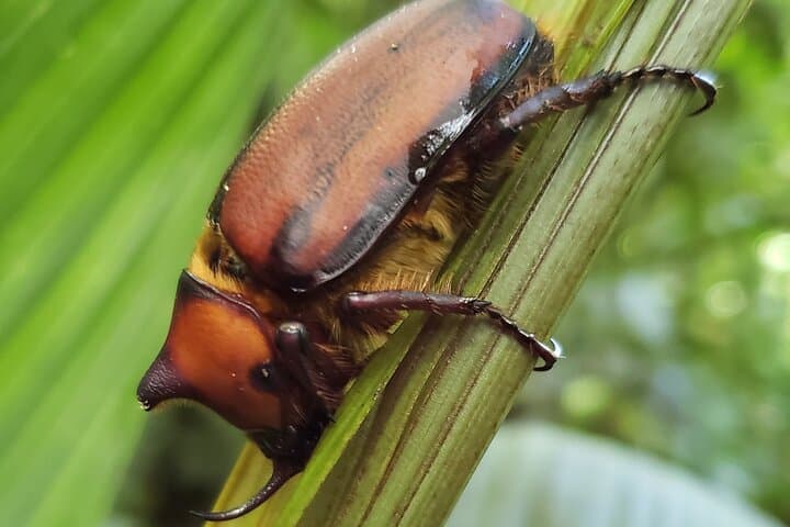 One Day in Monteverde: Cloud Forest Hike, Hanging Bridges & Night Walk photo 5
