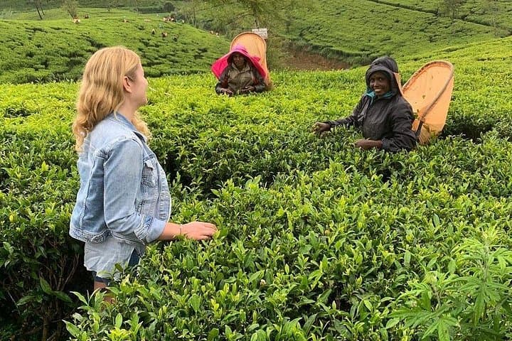 Tea Fields & Factory Tour in Hatton: From Pluck to Pot in Ceylon's Highlands photo 3