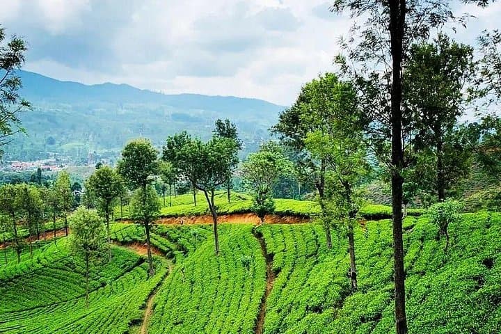 Tea Fields & Factory Tour in Hatton: From Pluck to Pot in Ceylon's Highlands photo 5