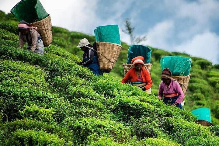 Tea Fields & Factory Tour in Hatton: From Pluck to Pot in Ceylon's Highlands photo 4