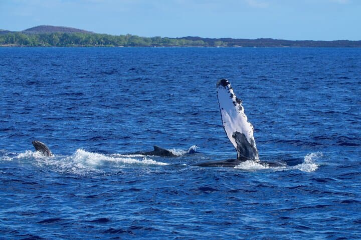 Winona Whale Watch: Maalaea Catamaran Cruises for Humpback Encounters photo 6