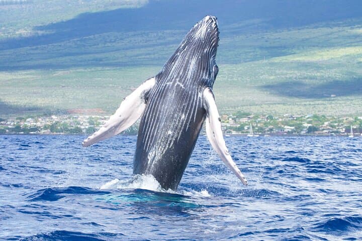 Winona Whale Watch: Maalaea Catamaran Cruises for Humpback Encounters