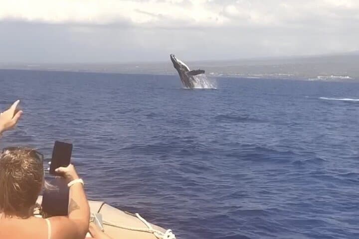 Winona Whale Watch: Maalaea Catamaran Cruises for Humpback Encounters photo 3