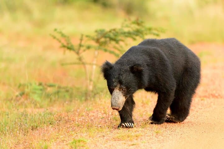 Yala National Park Full-Day 4x4 Safari — Leopard and Elephant Encounters photo 2
