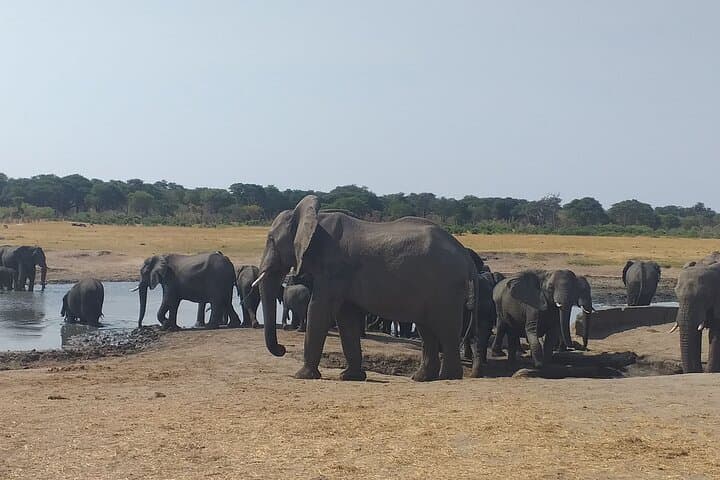 Hwange National Park Full-Day Safari from Victoria Falls photo 5
