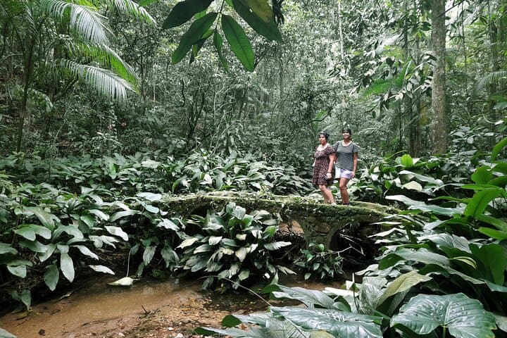 Tijuca National Park Trails: Waterfalls, Ruins & Urban Rainforest Hike photo 5