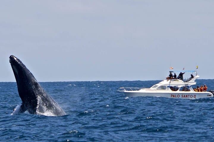 Full-Day Samaná Bay Whale Watching, Cayo Levantado & El Limón Waterfall from Cabeza de Toro photo 2