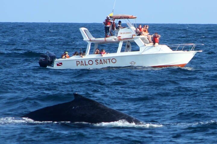 Full-Day Samaná Bay Whale Watching, Cayo Levantado & El Limón Waterfall from Cabeza de Toro photo 3