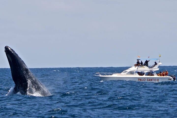 Whale Watching, Cayo Levantado & El Limón: Full-Day Samaná Bay Adventure from Uvero Alto photo 4