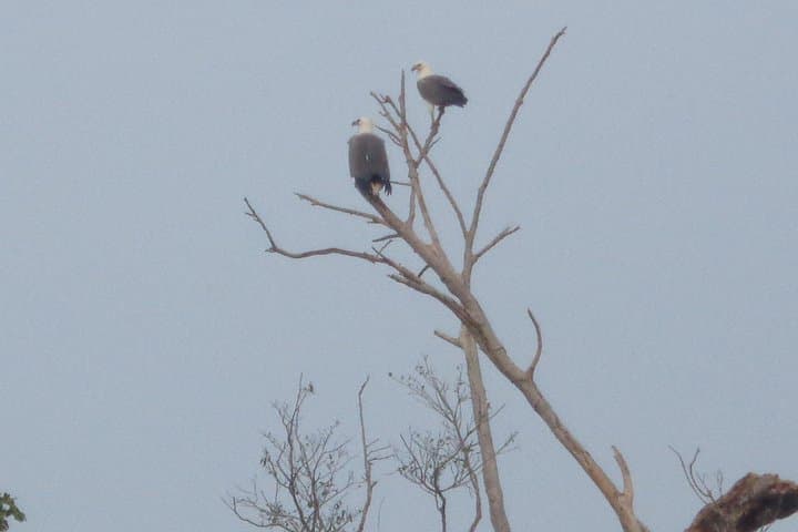Chasing Giants: Minneriya National Park Private Jeep Safari from Habarana photo 4
